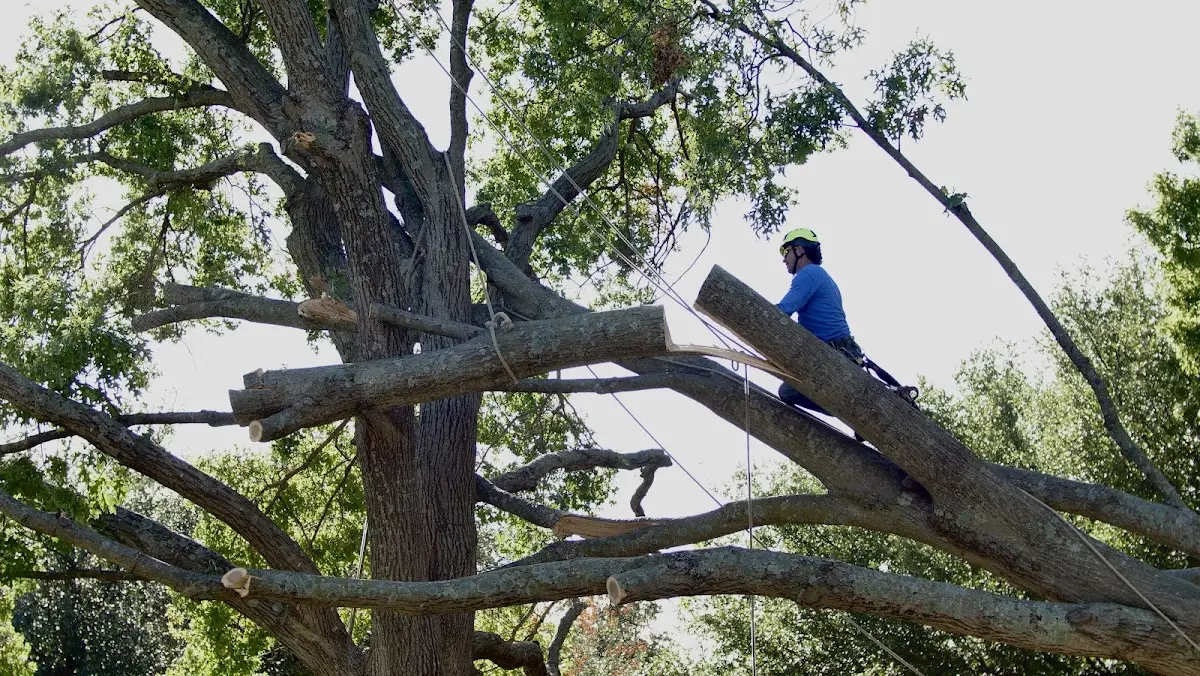 Professional Hazardous Tree Removal performed by certified arborists in Climax